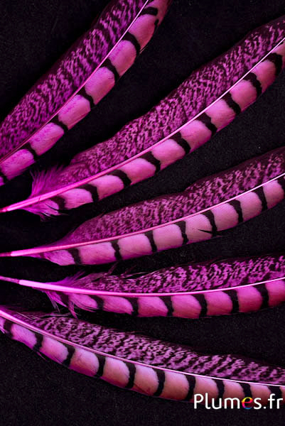 Faisan de Colchide - 20-30 cm - fuchsia